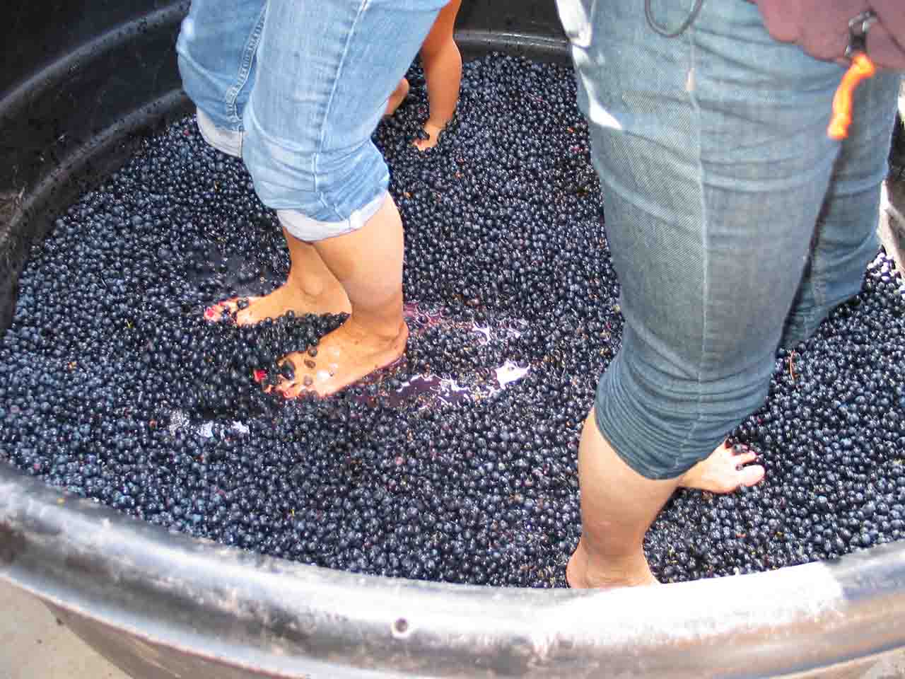 Excursion vignoble bordeaux