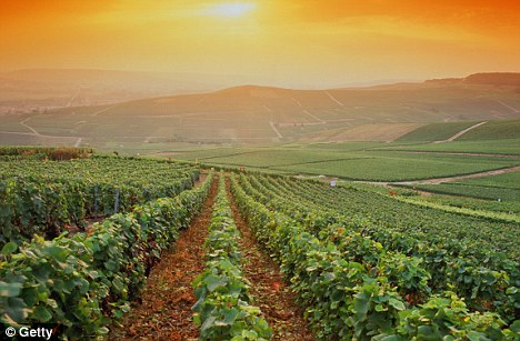 Bordeaux vineyards